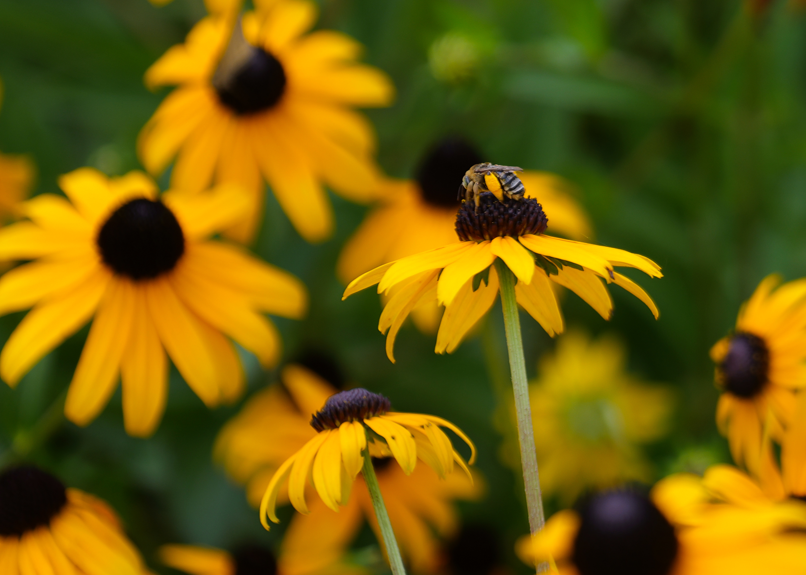 Bright blooms and staying power make rudbeckia a Louisiana Super Plant
